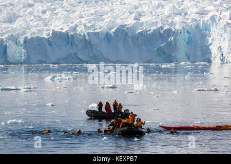 Members of an expedition cruise to Antarctica sea kayaking and swimming in Paradise Bay beneath Mount Walker on the Antarctic peninsula. The Antarctic peninsula is one of the most rapidly warming areas on the planet. Stock Photo