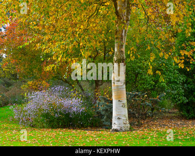 Silver birch and other Autumn foliage at Bressingham Gardens Norfolk October Stock Photo