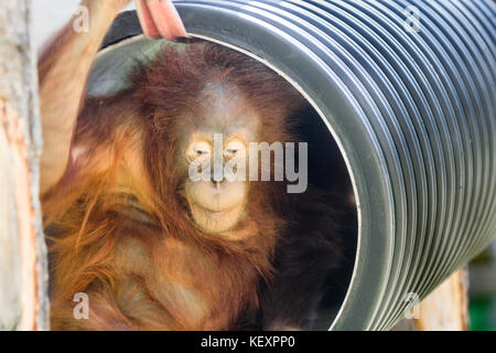 orangutan in the jungle of indonesia Stock Photo