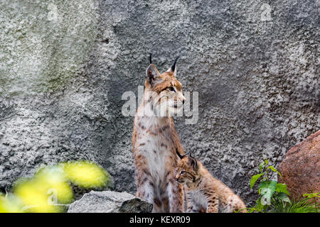 a female of the northern lynx with a brood, in the ruins of a meteorological station in Siberia Stock Photo