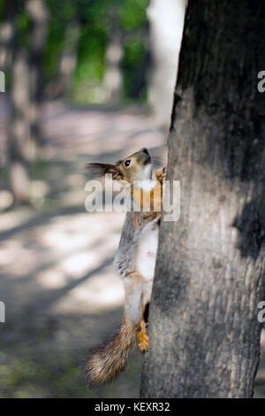 Little red squrell baby in forest Stock Photo