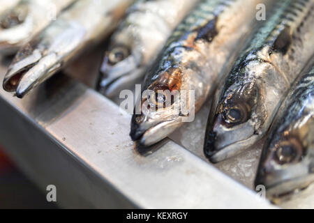 A close-up of freshly caught mackerel on ice on a market stall in the UK Stock Photo