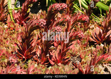 Red tinged flower stems and rosettes of the hardy succulent houseleek, Sempervivum tectorum 'Commander Hay' Stock Photo