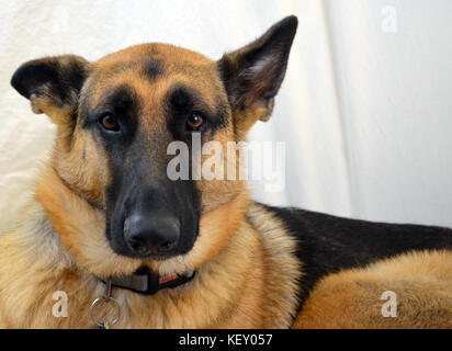 Shepherd standing, show, poses, straight, dog, HD wallpaper | Peakpx