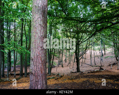 Woodland walk, Hothfield Common nature reserve, Ashford, Kent Stock Photo