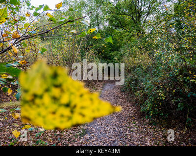 Woodland walk, Hothfield Common nature reserve, Ashford, Kent Stock Photo