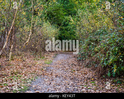 Woodland walk, Hothfield Common nature reserve, Ashford, Kent Stock Photo