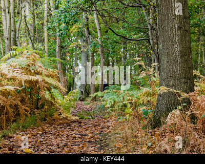 Woodland walk, Hothfield Common nature reserve, Ashford, Kent Stock Photo