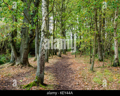 Woodland walk, Hothfield Common nature reserve, Ashford, Kent Stock Photo