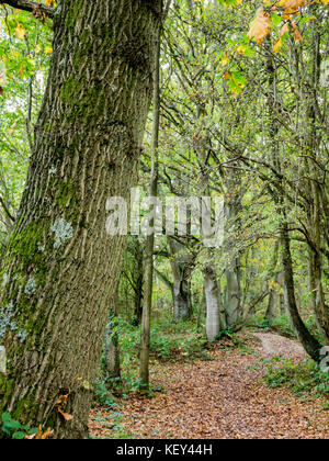 Woodland walk, Hothfield Common nature reserve, Ashford, Kent Stock Photo