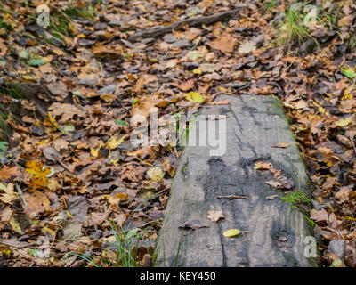 Woodland walk, Hothfield Common nature reserve, Ashford, Kent Stock Photo