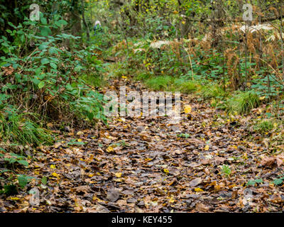 Woodland walk, Hothfield Common nature reserve, Ashford, Kent Stock Photo