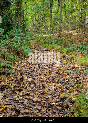 Woodland walk, Hothfield Common nature reserve, Ashford, Kent Stock Photo