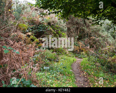 Woodland walk, Hothfield Common nature reserve, Ashford, Kent Stock Photo