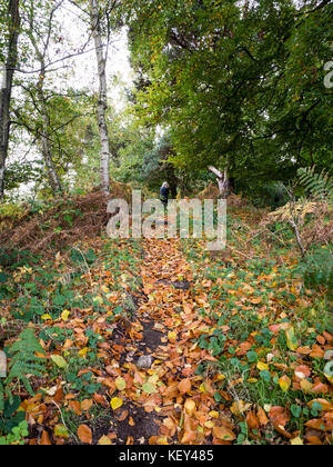 Woodland walk, Hothfield Common nature reserve, Ashford, Kent Stock Photo