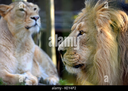 Asiatic lions (Panthera leo persica) couple, also known as the Indian lion and Persian lion. Male on foreground, female on background. Stock Photo