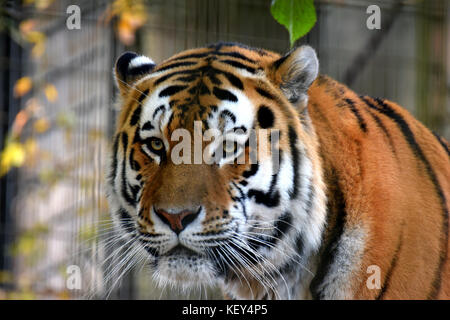Amur tiger (Panthera tigris altaica), also known as Siberian tiger. Stock Photo