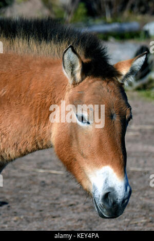 Przewalski's or Dzungarian horse, is a rare and endangered subspecies of wild horse. Also know as Asian wild horse and Mongolian wild horse. Stock Photo