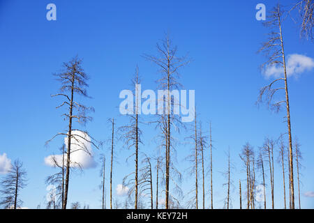 Lonely trunks of dry coniferous trees against the blue sky as background Stock Photo