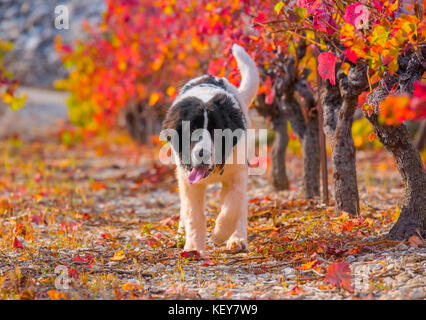 landseer dog puppy in autumn Stock Photo