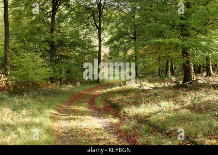 Autumn Woodland scene in the Chiltern Hills in England with leaf strewn track between the trees Stock Photo