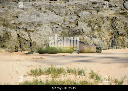 Hiking the Kahuku shoreline on the Oahu's North Shore is a beautiful way to discover Hawaii Stock Photo