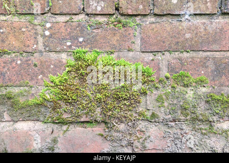 Moss on an old red brick wall background texture Stock Photo