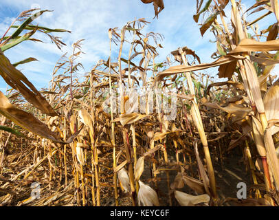 Field corn, agriculture Stock Photo