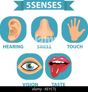 5 senses icon set. Touch, smell, hearing, vision, taste. Isolated on white background. Vector illustration. Stock Vector