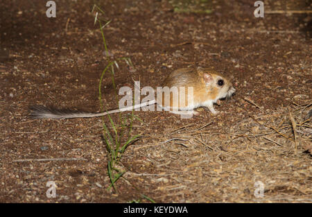 Merriam Kangaroo Rat Dipodomys merriami Tucson, Arizona, United States ...