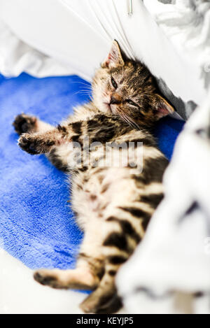 Closeup of a tabby cat looking back with an angry face Stock Photo by  wirestock