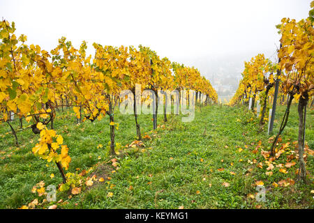 Autumnal vineyard landscape in Vienna, Austria. Suburban vineyards with yellow colored leaves in fall season with misty weather. Stock Photo