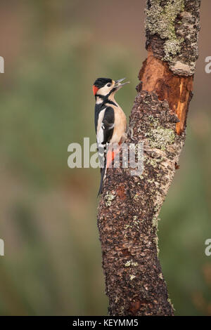 Greater Spotted Woodpecker (Dendrocopos major) feeding on a tree Stock Photo