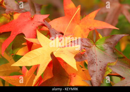 Colorful leaves on maple tree, after rain in autumn Stock Photo