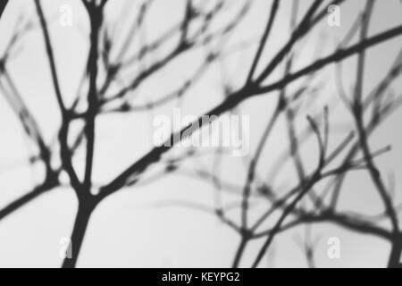 silhouette blur tree branches. black and white abstract photo.  background and texture. Stock Photo