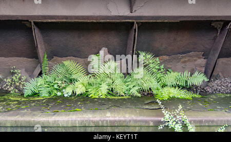 weathered rusty industrial detail including some green vegetation Stock Photo