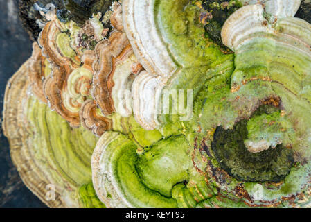 detail shot showing a tinder fungus seen from above Stock Photo