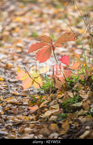 Variegated foliage plants in early autumn Stock Photo