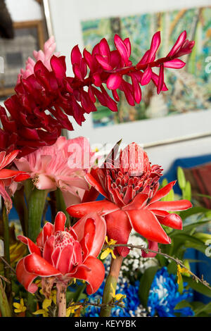 The Seychelles, Mahe, flowers, display of exotic red tropical flowers Stock Photo