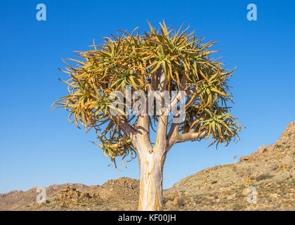 A Kokerboom or Quiver Tree growing in the Goegap Nature Reserve in the Nothern Cape province of South Africa. Stock Photo