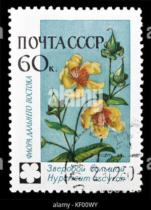 Cancelled postage stamp printed by Soviet Union, that shows Hypericum ascylon flower. Stock Photo