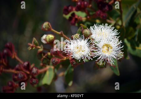 White and yellow Dwarf Apple gumtree flowers and buds, Angophora hispida, in the Royal National Park, Sydney, Australia Stock Photo