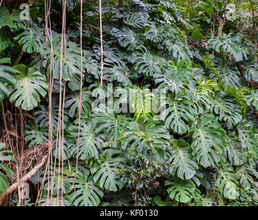 Monstera deliciosa (costela-de-adao) patch in nature Stock Photo - Alamy