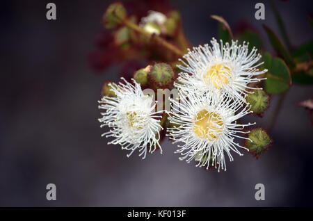 White and yellow Dwarf Apple gumtree flowers and buds, Angophora hispida, in the Royal National Park, Sydney, Australia Stock Photo