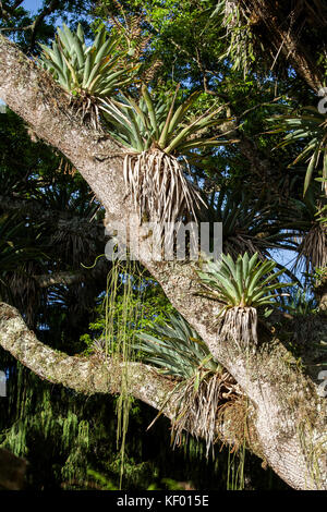 Bromeliads in the Atlantic Rainforest Stock Photo - Alamy