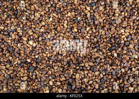 'Honey process' arabica coffee beans drying, El Trapiche (Sugar Mill) farm tour, near Santa Elena, Guanacaste province, Costa Rica, Central America Stock Photo