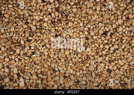 'Washed process' arabica coffee beans drying, El Trapiche (Sugar Mill) farm tour, near Santa Elena, Guanacaste province, Costa Rica, Central America Stock Photo