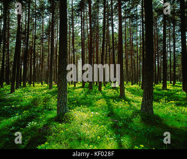 France. Pine forest. Stock Photo