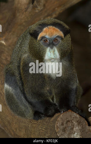 De Brazza's monkey (Cercopithecus neglectus) Stock Photo