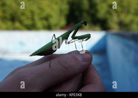 Image of a green praying mantis standing on a human hand. This is a common species in Italy. Stock Photo